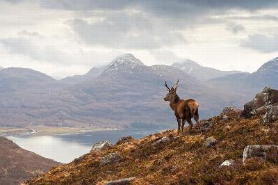 A deer in the Scottish wilderness